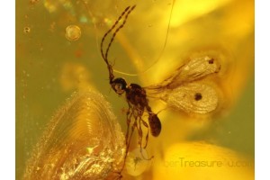 DIAPRIIDAE WASP Inclusion in Genuine BALTIC AMBER