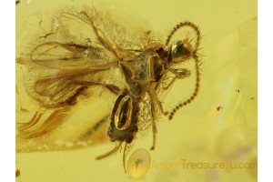 DIAPRIIDAE WASP Inclusion in Genuine BALTIC AMBER 272