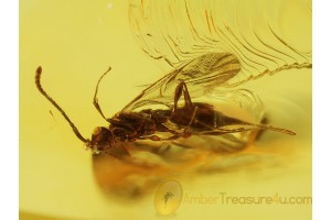 DIAPRIIDAE WASP Inclusion in BALTIC AMBER 357