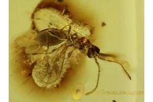 DIAPRIIDAE WASP Inclusion in Genuine BALTIC AMBER 406