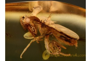 DIOPSIDAE Stalk-Eyed Fly in BALTIC AMBER 817