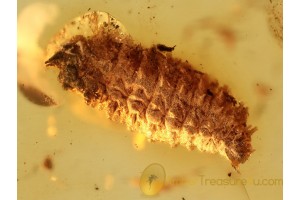 DIPTERAN LARVAE in BALTIC AMBER 791