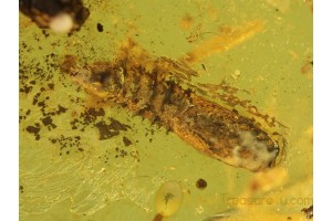 DIPTERA PUPAE Inclusion in Genuine BALTIC AMBER