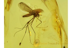 DIXIDAE Superb Meniscus Midge in BALTIC AMBER 129