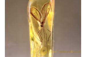DIXIDAE Superb Meniscus Midge in BALTIC AMBER 975