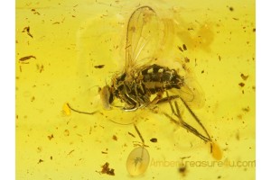 DOLICHOPODID Long-Legged FLY in BALTIC AMBER 309