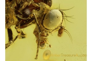 DROSOPHILIDAE POMACE FLY Inclusion BALTIC AMBER 346