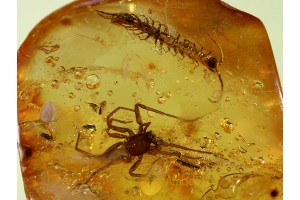 DYSDERID Woodlouse hunter & CENTIPEDE LITHOBIID in BALTIC AMBER