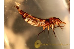 DYTISCIDAE Aquatic Diving Beetle Larvae in BALTIC AMBER 964