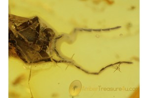 ELATERIDAE CLICK BEETLE  in BALTIC AMBER 327