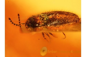 ELATERIDAE CLICK BEETLE Inclusion in BALTIC AMBER 808