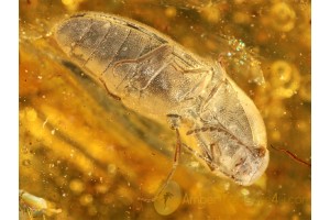 ELATERIDAE Great CLICK BEETLE in BALTIC AMBER 328