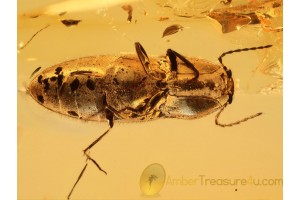 ELATERIDAE Great CLICK BEETLE in BALTIC AMBER 933