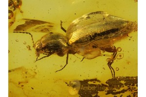 ELATERIDAE Large CLICK BEETLE 7mm in BALTIC AMBER 92