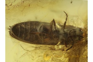 ELATERIDAE Nice CLICK BEETLE in BALTIC AMBER 444