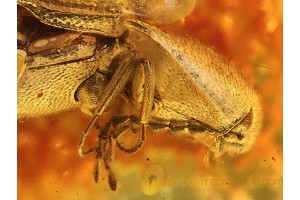 ELATERIDAE Superb CLICK BEETLE in BALTIC AMBER 754
