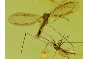 ELEPHANTOMYIA Crane Fly & CHIRONOMID in BALTIC AMBER 74
