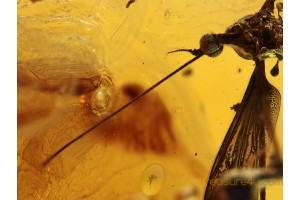 ELEPHANTOMYIA Crane Fly in BALTIC AMBER 1039