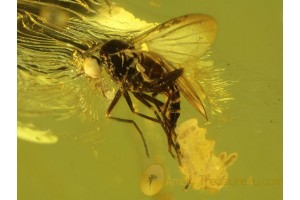 EMPIDID FLY LAYING EGGS in Genuine BALTIC AMBER