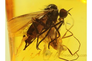 EMPIDID FLY w PREY ? in BALTIC AMBER 305