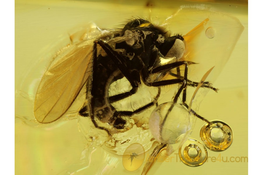 EMPIDID FLY w RAPTORIAL LEGS in BALTIC AMBER 367 EMPIDID FLY w RAPTORIAL LEGS in BALTIC AMBER 367