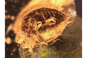 ENDOMYCHIDAE Handsome Fungus Beetle in BALTIC AMBER 928