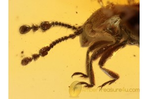 ENDOMYCHIDAE Hansome Fungus Beetle BALTIC AMBER 1019