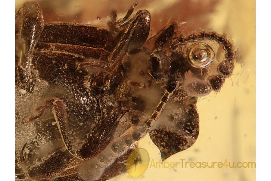 ENDOMYCHIDAE Hansome Fungus Beetle BALTIC AMBER 1068