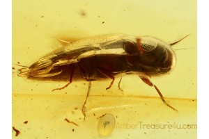 EUCNEMIDAE Great False Click Beetle in BALTIC AMBER 501