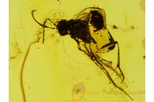 EVANIIDAE ENSIGN WASP Inclusion in BALTIC AMBER 123