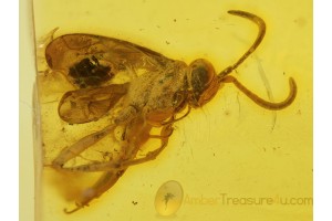 EVANIIDAE ENSIGN WASP Inclusion in BALTIC AMBER 351