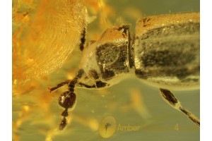 Endomychidae Phymaphora Superb BEETLE in BALTIC AMBER 427
