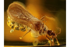 Enicocephalidae GNAT BUG in BALTIC AMBER 262