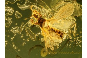 Enicocephalidae GNAT BUG in BALTIC AMBER 643