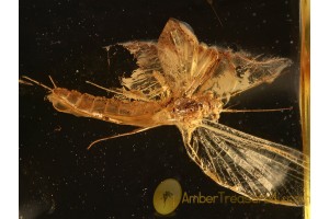 Ephemeroptera MAYFLY  Inclusion in BALTIC AMBER 874