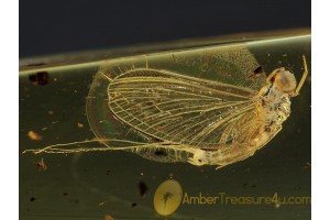 Ephemeroptera Nice MAYFLY  in BALTIC AMBER 455