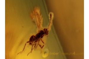FAIRYFLY WASP Mymaridae in BALTIC AMBER 401