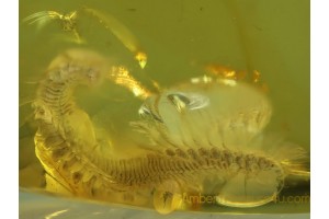 FLAT MILLIPEDE POLYDESMIDAE in BALTIC AMBER