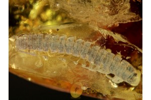 Superb FLAT MILLIPEDE POLYDESMIDAE in BALTIC AMBER 391