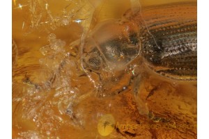 FLEA BEETLE Chrysomelidae Alticinae in BALTIC AMBER 424