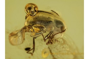 FLEA BEETLE Chrysomelidae Alticinae in BALTIC AMBER 443