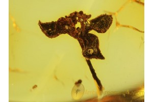 4 Petal BLOOM on TWIG in BALTIC AMBER  234