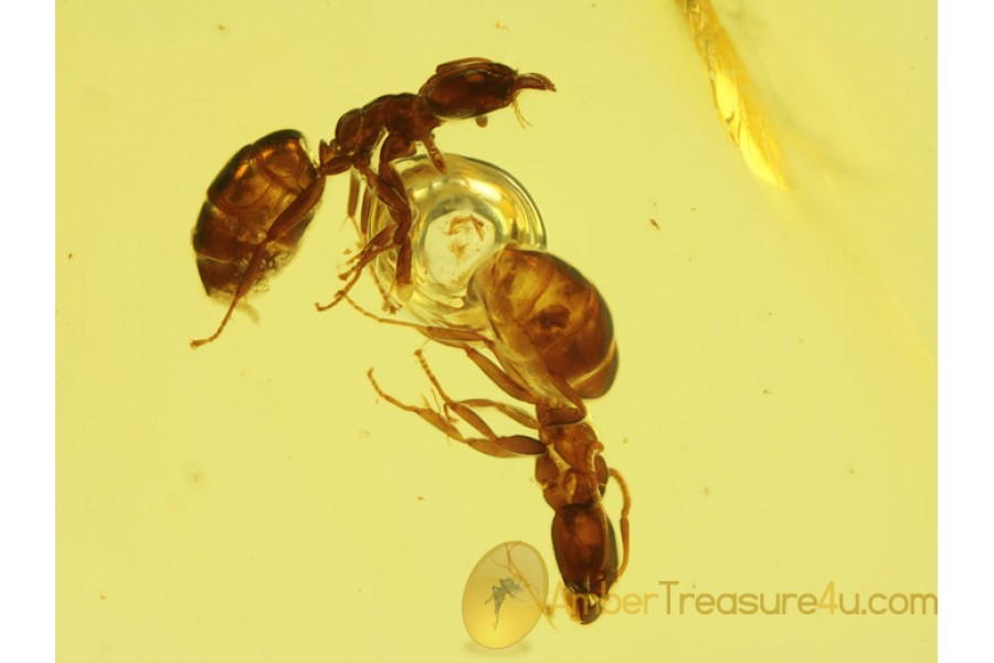 FORMICINAE 2 ANTS w BUBBLE in BALTIC AMBER 232