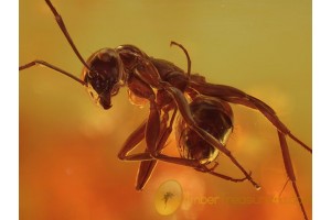 FORMICINAE Huge Superb ANT in Genuine BALTIC AMBER 459