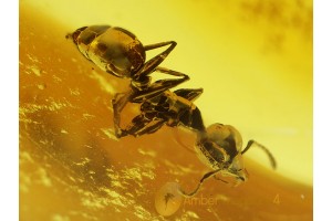FORMICINAE Nice ANT Genuine BALTIC AMBER 121