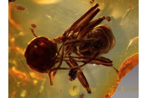 FORMICINAE Nice ANT Genuine BALTIC AMBER 412
