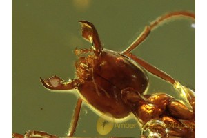 FORMICINAE Nice ANT Genuine BALTIC AMBER 449
