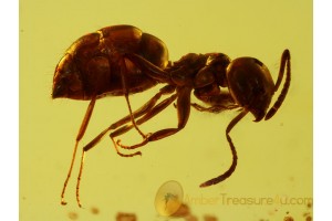 FORMICINAE Superb ANT & More in BALTIC AMBER 557