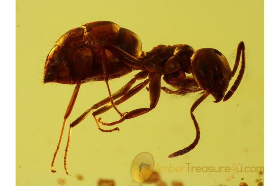 FORMICINAE Superb ANT & More in BALTIC AMBER 557