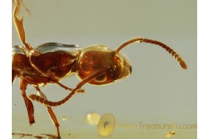 FORMICINAE Superb Preserved ANT in BALTIC AMBER 601